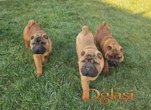 Šar Pej, čistokrvni štenci